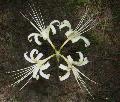 White Lycoris  / Lycoris radiata 